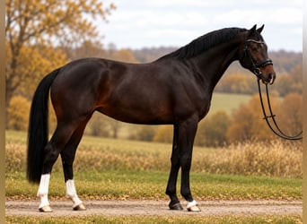 KWPN, Merrie, 7 Jaar, 170 cm, Bruin