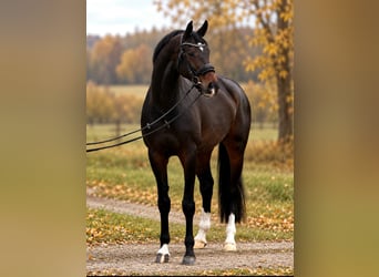 KWPN, Merrie, 7 Jaar, 170 cm, Bruin