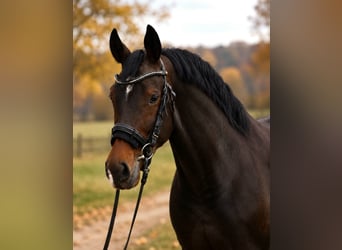 KWPN, Merrie, 7 Jaar, 170 cm, Bruin