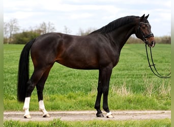 KWPN, Merrie, 7 Jaar, 170 cm, Bruin