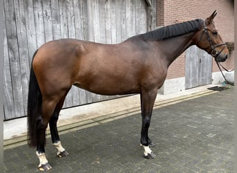 KWPN, Merrie, 7 Jaar, 170 cm, Bruin