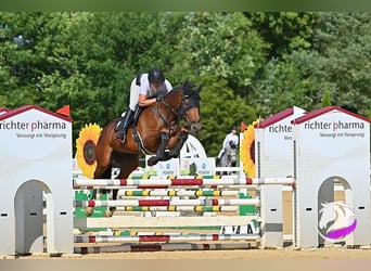 KWPN, Merrie, 7 Jaar, 170 cm, Bruin