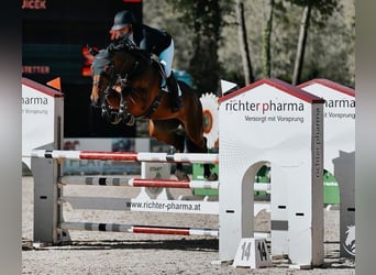 KWPN, Merrie, 7 Jaar, 170 cm, Bruin