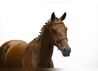 KWPN, Merrie, 7 Jaar, 170 cm, Bruin