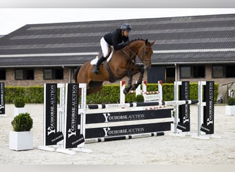 KWPN, Merrie, 7 Jaar, 170 cm, Bruin