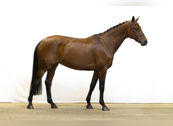 KWPN, Merrie, 7 Jaar, 170 cm, Bruin