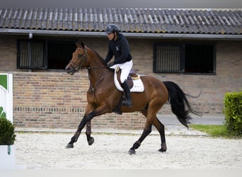 KWPN, Merrie, 7 Jaar, 170 cm, Bruin