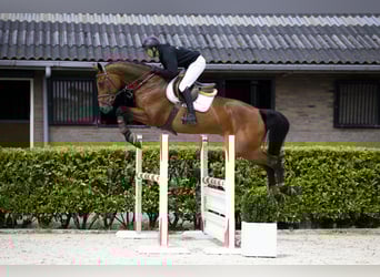 KWPN, Merrie, 7 Jaar, 170 cm, Bruin