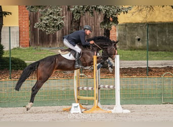 KWPN, Merrie, 7 Jaar, 170 cm, Donkerbruin