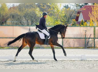 KWPN, Merrie, 7 Jaar, 170 cm, Donkerbruin