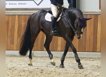 KWPN Mix, Merrie, 7 Jaar, 170 cm, Donkerbruin