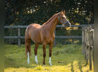 KWPN, Merrie, 7 Jaar, 170 cm, Donkere-vos