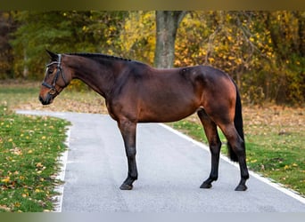 KWPN, Merrie, 7 Jaar, 170 cm, Donkere-vos