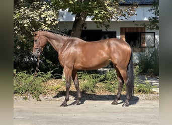 KWPN, Merrie, 7 Jaar, 170 cm, Roodbruin