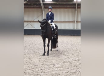 KWPN, Merrie, 7 Jaar, 170 cm, Zwart