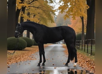 KWPN, Merrie, 7 Jaar, 170 cm, Zwart