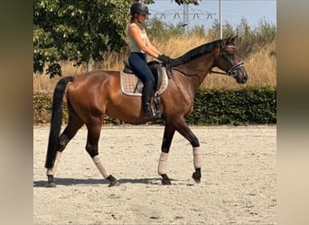 KWPN, Merrie, 7 Jaar, 171 cm, Bruin