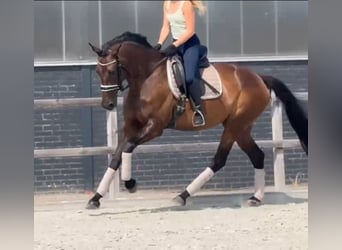 KWPN, Merrie, 7 Jaar, 171 cm, Bruin