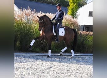 KWPN, Merrie, 7 Jaar, 172 cm, Brauner