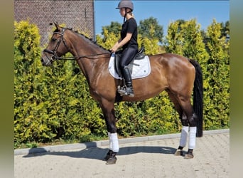 KWPN, Merrie, 7 Jaar, 172 cm, Bruin