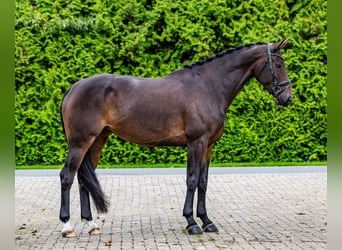 KWPN, Merrie, 7 Jaar, 172 cm, Donkerbruin