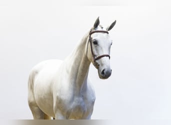 KWPN, Merrie, 7 Jaar, 172 cm, Schimmel