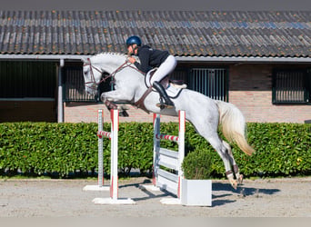 KWPN, Merrie, 7 Jaar, 172 cm, Schimmel