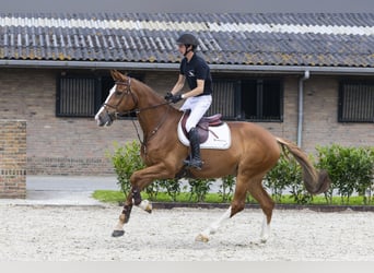 KWPN, Merrie, 7 Jaar, 172 cm, Vos