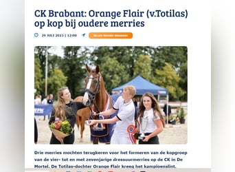 KWPN, Merrie, 7 Jaar, 173 cm, Vos