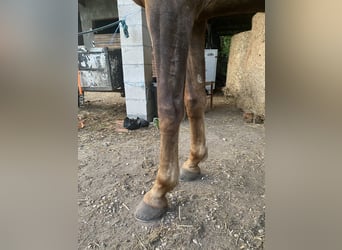 KWPN, Merrie, 7 Jaar, 173 cm, Vos