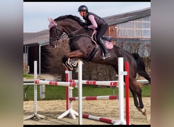 KWPN, Merrie, 7 Jaar, 180 cm, Zwartbruin