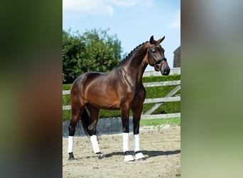 KWPN, Merrie, 7 Jaar, Donkerbruin