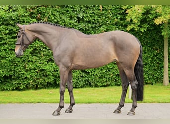 KWPN, Merrie, 7 Jaar, Donkerbruin