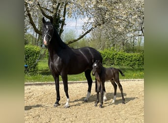 KWPN, Merrie, 7 Jaar, Zwart