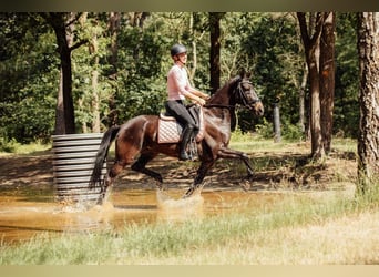 KWPN, Merrie, 8 Jaar, 156 cm, Zwartbruin