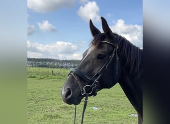 KWPN, Merrie, 8 Jaar, 157 cm, Donkerbruin