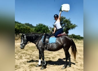 KWPN Mix, Merrie, 8 Jaar, 162 cm, Appelschimmel