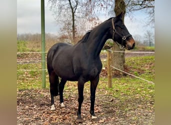 KWPN, Merrie, 8 Jaar, 162 cm, Bruin