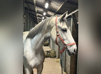 KWPN, Merrie, 8 Jaar, 162 cm, Wit