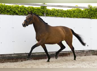KWPN, Merrie, 8 Jaar, 163 cm, Bruin