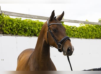 KWPN, Merrie, 8 Jaar, 163 cm, Bruin
