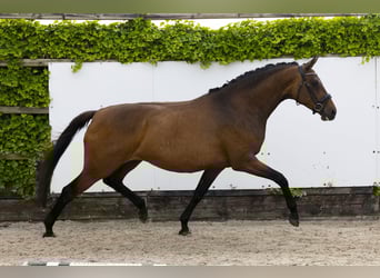 KWPN, Merrie, 8 Jaar, 163 cm, Bruin