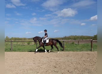 KWPN, Merrie, 8 Jaar, 163 cm, Donkerbruin