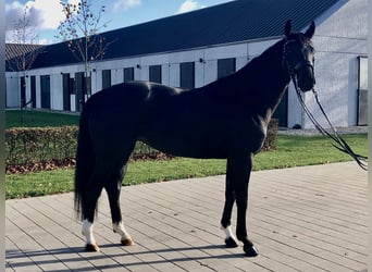 KWPN, Merrie, 8 Jaar, 163 cm, Zwart