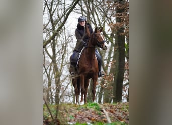 KWPN, Merrie, 8 Jaar, 164 cm, Donkere-vos