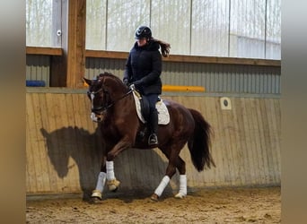 KWPN, Merrie, 8 Jaar, 164 cm, Donkere-vos