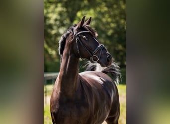 KWPN, Merrie, 8 Jaar, 164 cm, Zwart
