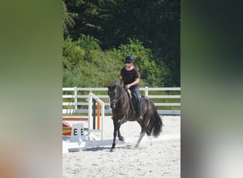 KWPN, Merrie, 8 Jaar, 164 cm, Zwart