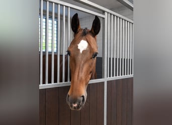 KWPN, Merrie, 8 Jaar, 165 cm, Bruin