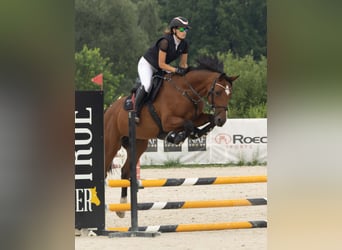 KWPN, Merrie, 8 Jaar, 165 cm, Bruin